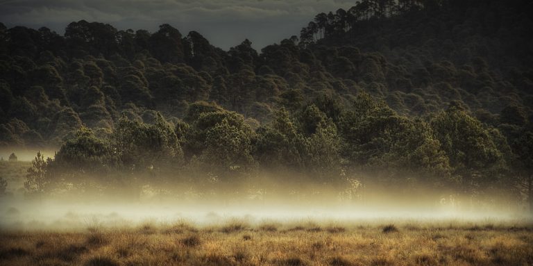 Lee más sobre el artículo Múltiples, los retos del sector forestal en la agenda pública