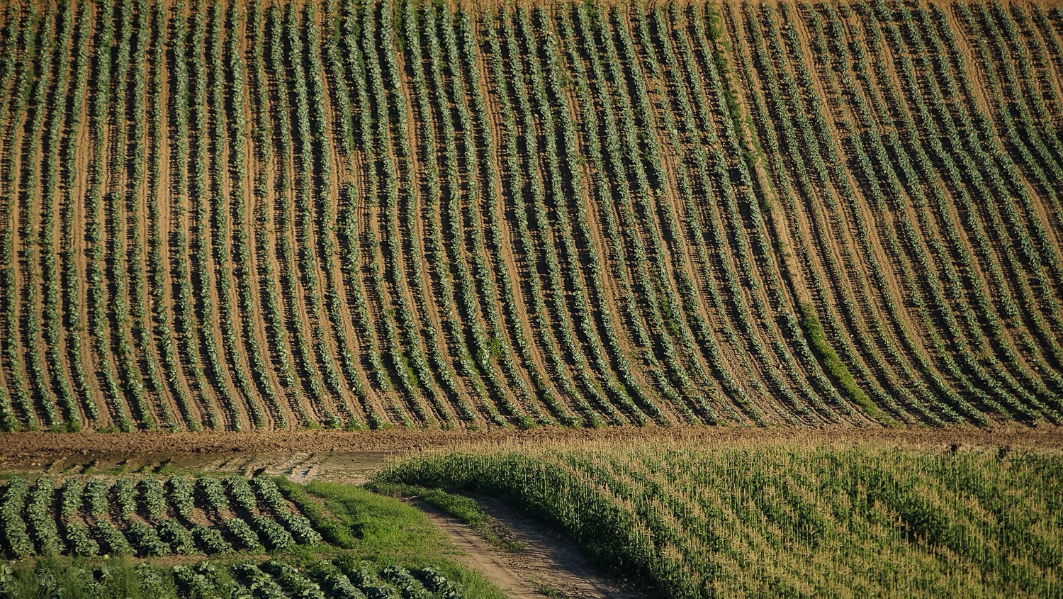 Lee más sobre el artículo En aumento, migración de trabajadores agrícolas a Canadá