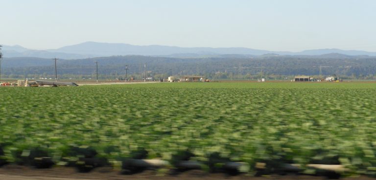 Lee más sobre el artículo Salinas y Pajaro, zonas con carencia de trabajadores agrícolas