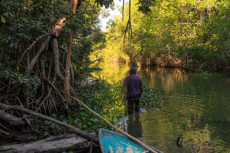 Lee más sobre el artículo De 1978 a 1994, setenta por ciento de la costa de Chiapas fue transformada con la implementación de proyectos agroproductivos