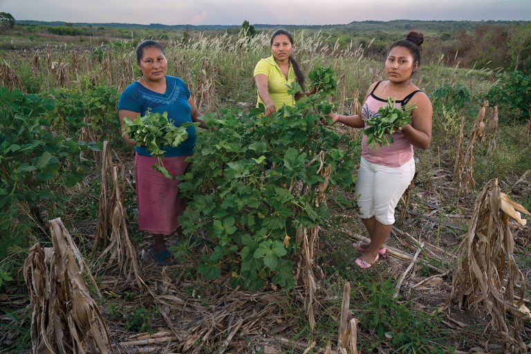 Lee más sobre el artículo Milpa, policultivo biodiverso amenazado por los oligopolios