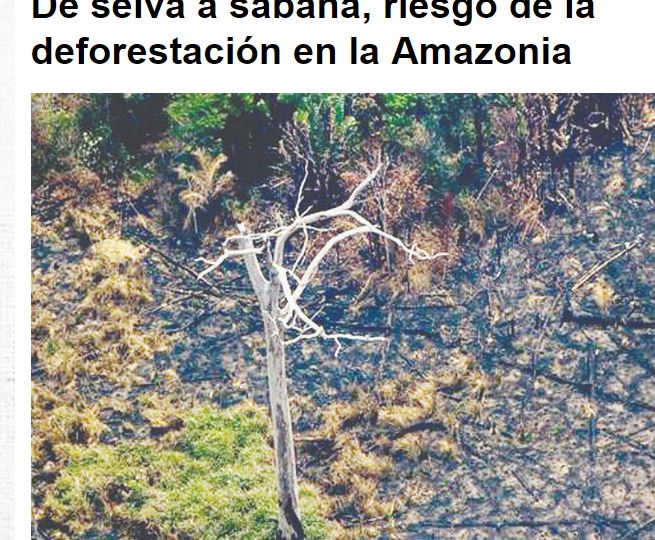 Lee más sobre el artículo De selva a sabana, riesgo de la deforestación en la Amazonia