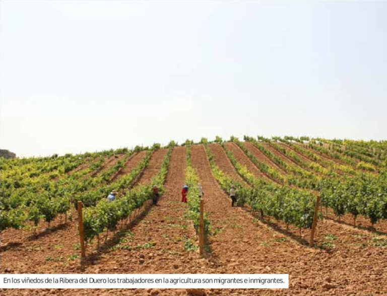 Lee más sobre el artículo Ribera del Duero. Llegó el momento de regularizar a quienes trabajan en el campo