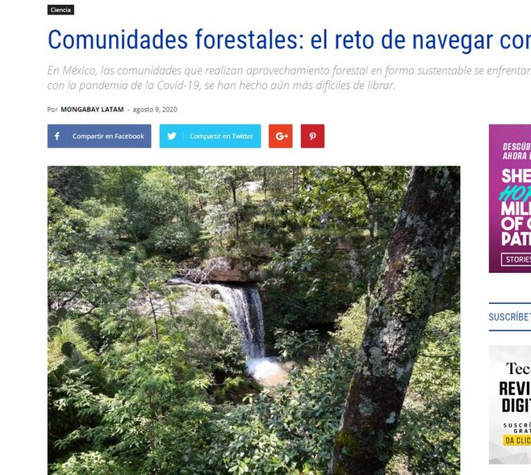 Lee más sobre el artículo Comunidades forestales: el reto de navegar contra corriente