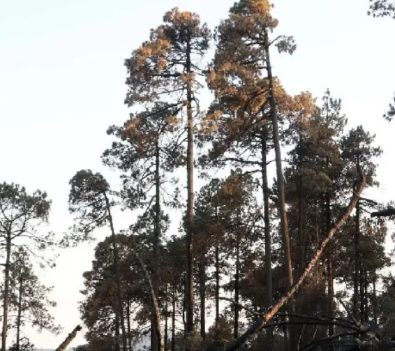 Lee más sobre el artículo Miles de hectáreas de árboles y hábitat se pierden en México cada año. Sí, el crimen