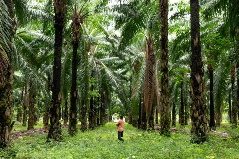 Lee más sobre el artículo La planta que cambió una región. El cultivo de la palma de aceite y sus consecuencias en la región del norte de Chiapas