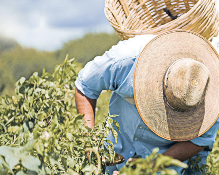 Lee más sobre el artículo Sufre México de inseguridad alimentaria