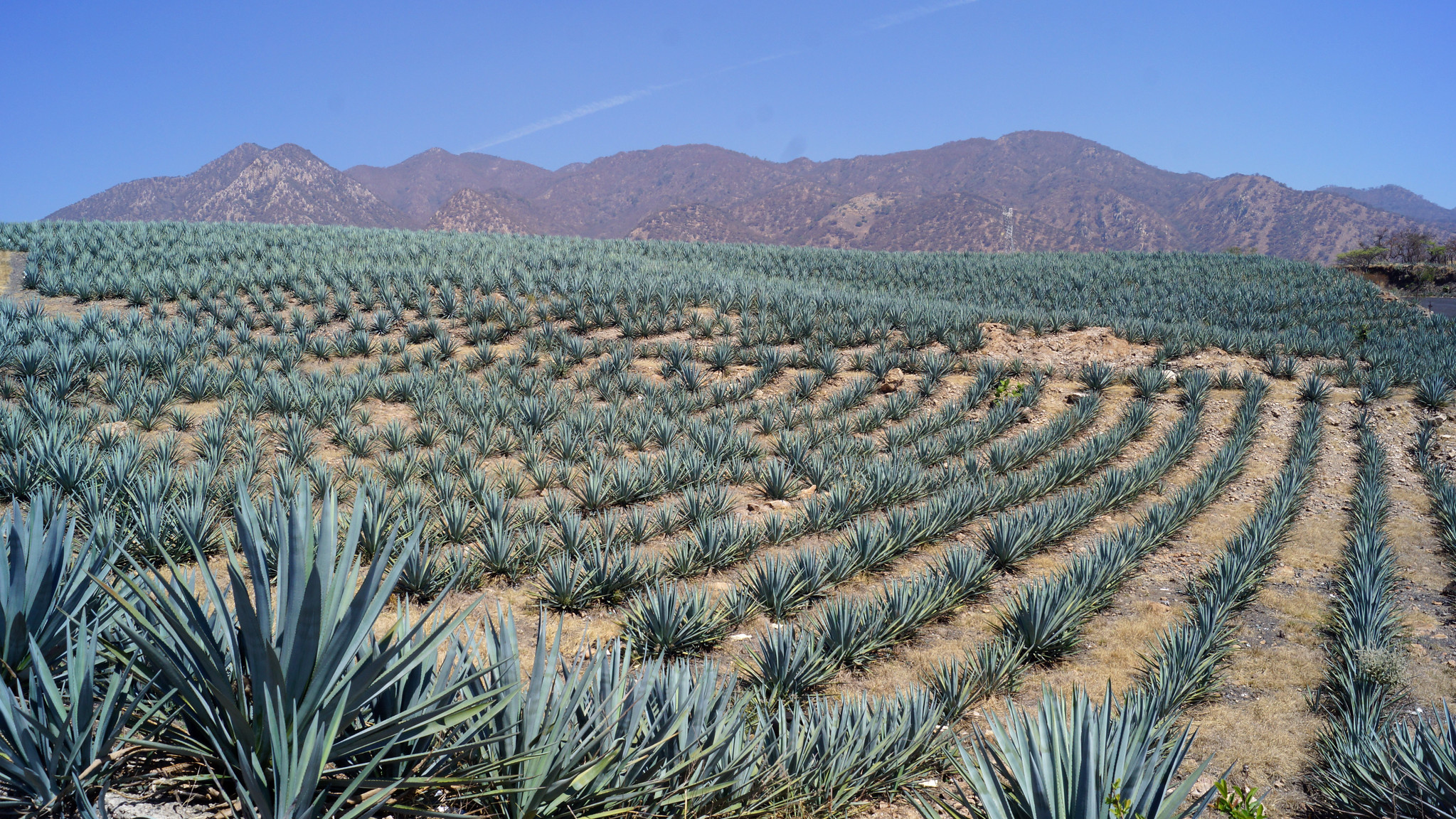 Lee más sobre el artículo La figura del <em>maestro tequilero</em> se está sustituyendo por científicos y técnicos debido a la rigurosidad de las normas