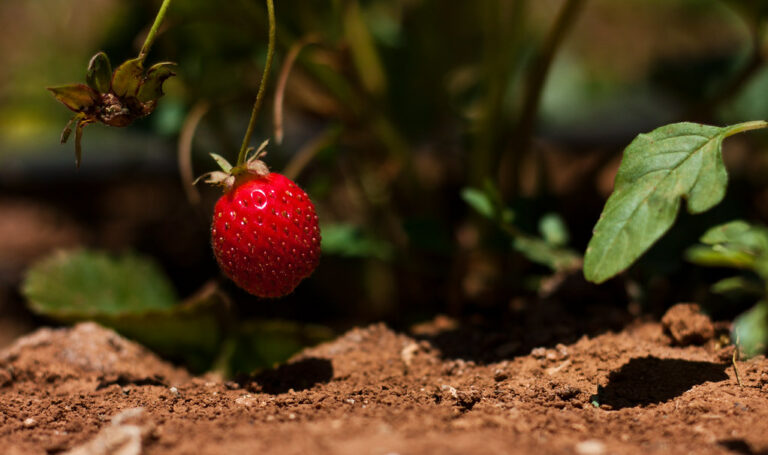 Lee más sobre el artículo Las capacidades tecnológicas fortalecen los agronegocios de berries en Jalisco