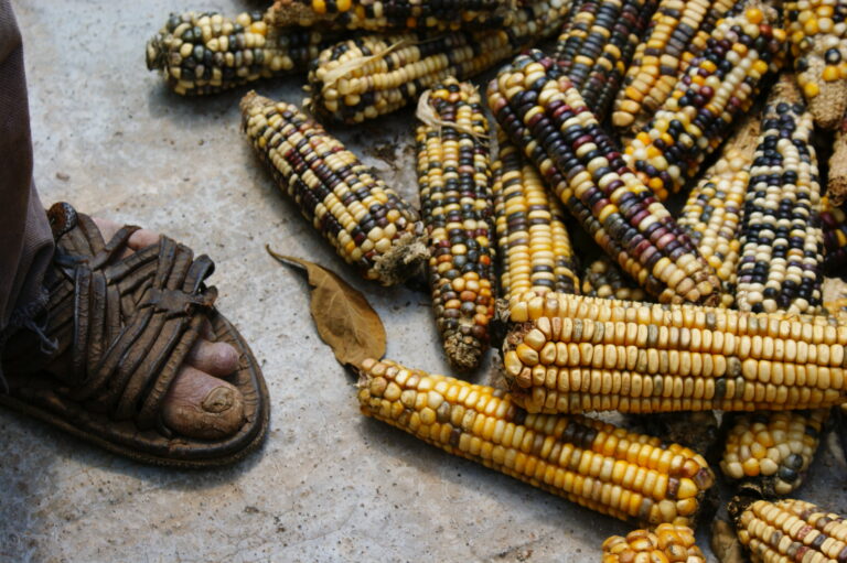 Lee más sobre el artículo Agroecología, una respuesta a la emergencia alimentaría y ambiental