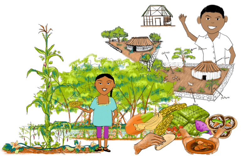 Lee más sobre el artículo Infografías sobre agroecología maya